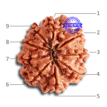 Load image into Gallery viewer, 9 Mukhi Nepalese Rudraksha - Bead No. 327