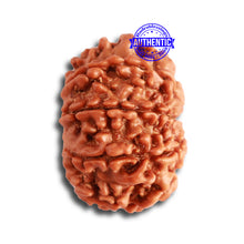 Load image into Gallery viewer, 9 Mukhi Nepalese Rudraksha - Bead No. 327