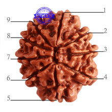 Load image into Gallery viewer, 9 Mukhi Nepalese Rudraksha - Bead No. 322