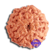 Load image into Gallery viewer, 9 Mukhi Rudraksha from Indonesia - Bead No. 109