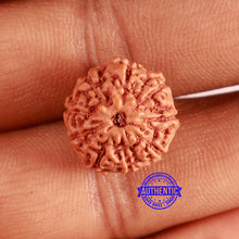Load image into Gallery viewer, 9 Mukhi Rudraksha from Indonesia - Bead No. 109