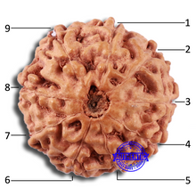 Load image into Gallery viewer, 9 Mukhi Rudraksha from Indonesia - Bead No. 21