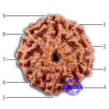 Load image into Gallery viewer, 9 Mukhi Rudraksha from Indonesia - Bead No. 49