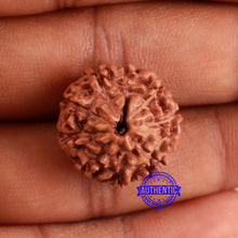 Load image into Gallery viewer, 9 Mukhi Rudraksha from Indonesia - Bead No. 51A