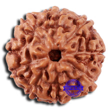 Load image into Gallery viewer, 9 Mukhi Rudraksha from Indonesia - Bead No. 52