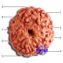 Load image into Gallery viewer, 9 Mukhi Rudraksha from Indonesia - Bead No. 55