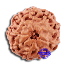 Load image into Gallery viewer, 9 Mukhi Rudraksha from Indonesia - Bead No. 5