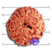 Load image into Gallery viewer, 9 Mukhi Rudraksha from Indonesia - Bead No. 67