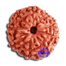 Load image into Gallery viewer, 9 Mukhi Rudraksha from Indonesia - Bead No. 67