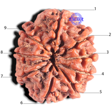 Load image into Gallery viewer, 9 Mukhi Nepalese Rudraksha - Bead No. 378