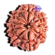 Load image into Gallery viewer, 9 Mukhi Nepalese Rudraksha - Bead No. 378