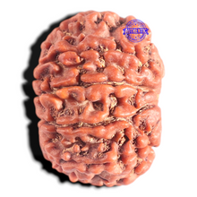 Load image into Gallery viewer, 9 Mukhi Nepalese Rudraksha - Bead No. 378