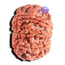 Load image into Gallery viewer, 9 Mukhi Nepalese Rudraksha - Bead No. 378