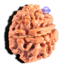 Load image into Gallery viewer, 9 Mukhi Nepalese Rudraksha - Bead No. 427