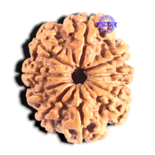Load image into Gallery viewer, 9 Mukhi Nepalese Rudraksha - Bead No. 432