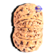 Load image into Gallery viewer, 9 Mukhi Nepalese Rudraksha - Bead No. 432