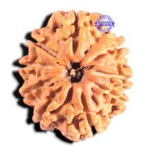 Load image into Gallery viewer, 9 Mukhi Nepalese Rudraksha - Bead No. 433