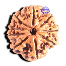 Load image into Gallery viewer, 9 Mukhi Nepalese Rudraksha - Bead No. 434