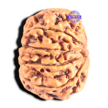 Load image into Gallery viewer, 9 Mukhi Nepalese Rudraksha - Bead No. 434