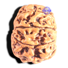 Load image into Gallery viewer, 9 Mukhi Nepalese Rudraksha - Bead No. 434