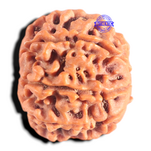 Load image into Gallery viewer, 9 Mukhi Nepalese Rudraksha - Bead No. 441