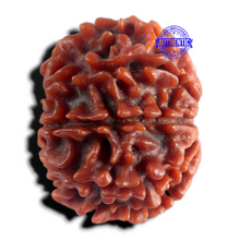 Load image into Gallery viewer, 9 Mukhi Nepalese Rudraksha - Bead No. 497