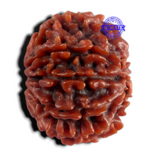 Load image into Gallery viewer, 9 Mukhi Nepalese Rudraksha - Bead No. 497