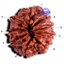 Load image into Gallery viewer, 9 Mukhi Nepalese Rudraksha - Bead No. 498