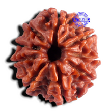 Load image into Gallery viewer, 9 Mukhi Nepalese Rudraksha - Bead No. 498
