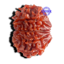 Load image into Gallery viewer, 9 Mukhi Nepalese Rudraksha - Bead No. 499