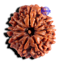Load image into Gallery viewer, 9 Mukhi Nepalese Rudraksha - Bead No. 500