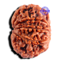 Load image into Gallery viewer, 9 Mukhi Nepalese Rudraksha - Bead No. 500