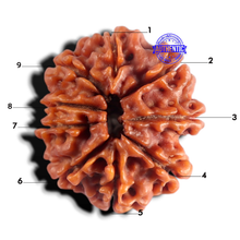 Load image into Gallery viewer, 9 Mukhi Nepalese Rudraksha - Bead No. 501