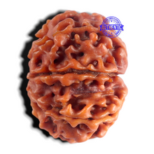 Load image into Gallery viewer, 9 Mukhi Nepalese Rudraksha - Bead No. 501