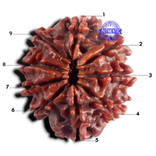 Load image into Gallery viewer, 9 Mukhi Nepalese Rudraksha - Bead No. 502