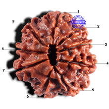 Load image into Gallery viewer, 9 Mukhi Nepalese Rudraksha - Bead No. 504