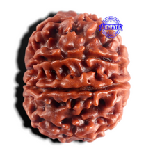 Load image into Gallery viewer, 9 Mukhi Nepalese Rudraksha - Bead No. 504