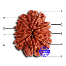 Load image into Gallery viewer, 9 Mukhi Nepalese Rudraksha - Bead No. 406