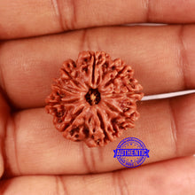 Load image into Gallery viewer, 9 Mukhi Nepalese Rudraksha - Bead No. 407