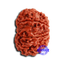 Load image into Gallery viewer, 9 Mukhi Nepalese Rudraksha - Bead No. 407