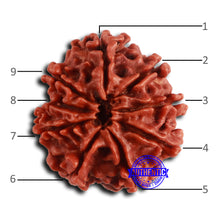 Load image into Gallery viewer, 9 Mukhi Nepalese Rudraksha - Bead No. 409