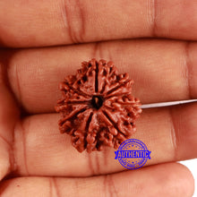 Load image into Gallery viewer, 9 Mukhi Nepalese Rudraksha - Bead No. 409