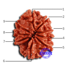 Load image into Gallery viewer, 9 Mukhi Nepalese Rudraksha - Bead No. 411