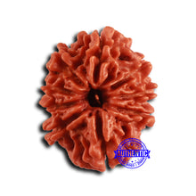 Load image into Gallery viewer, 9 Mukhi Nepalese Rudraksha - Bead No. 411