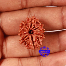 Load image into Gallery viewer, 9 Mukhi Nepalese Rudraksha - Bead No. 411