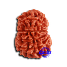 Load image into Gallery viewer, 9 Mukhi Nepalese Rudraksha - Bead No. 411