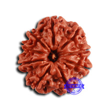 Load image into Gallery viewer, 9 Mukhi Nepalese Rudraksha - Bead No. 412