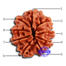 Load image into Gallery viewer, 9 Mukhi Nepalese Rudraksha - Bead No. 413