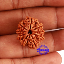 Load image into Gallery viewer, 9 Mukhi Nepalese Rudraksha - Bead No. 413