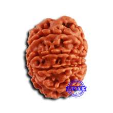Load image into Gallery viewer, 9 Mukhi Nepalese Rudraksha - Bead No. 413